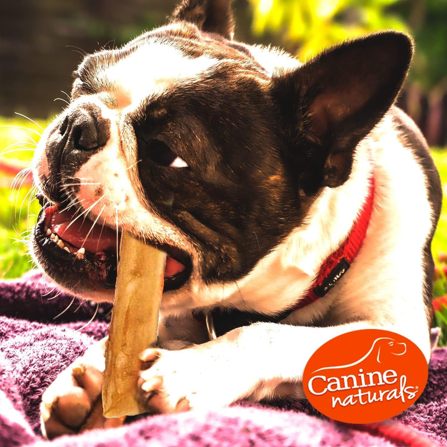 canine-naturals-rawhide-free-beef-receipe-dog-chews-sticks-40-count-100-rawhide-free-made-with-real-beef-poultry-free-all-natural-easily-digestible-5-in-sticks-dog-treats-bulk-pack