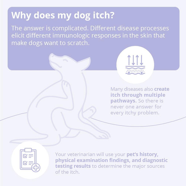 Mal-A-Ket Shampoo for Dogs and Cats, 8 Oz | Packaging May Vary6