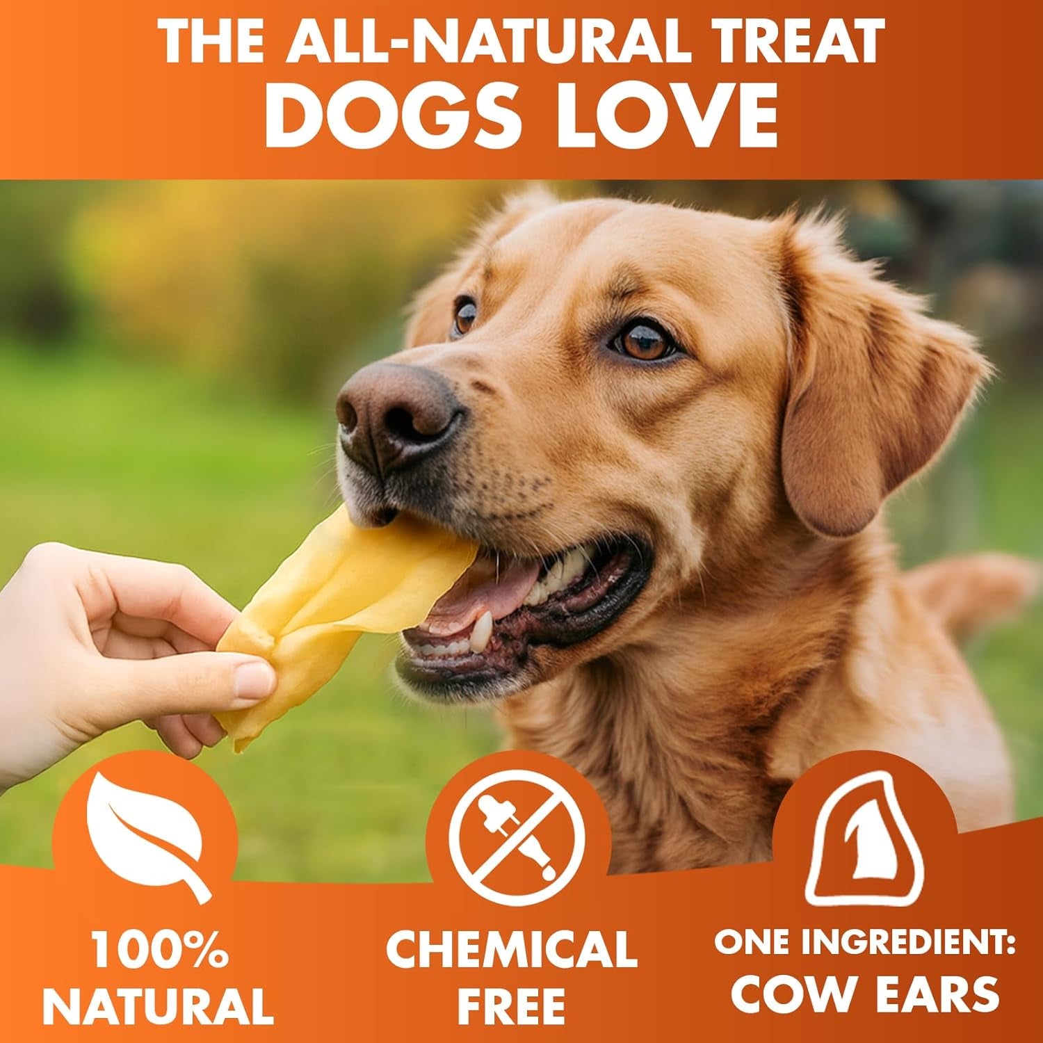 brutus-barnaby-cow-ears-for-dogs-whole-ears-12-ct-thick-cut-grass-fed-angus-beef-all-natural-no-rawhide-dog-treat-alternative