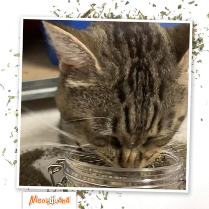 Meowijuana Catnibas Catnip Pawty Mix Jar | High Potency Catnip Blend | Organic Hand-Harvested North American Catnip Blend for Cats; Fine-Ground for Toys, Beds & Scratchers; Play or Calm6