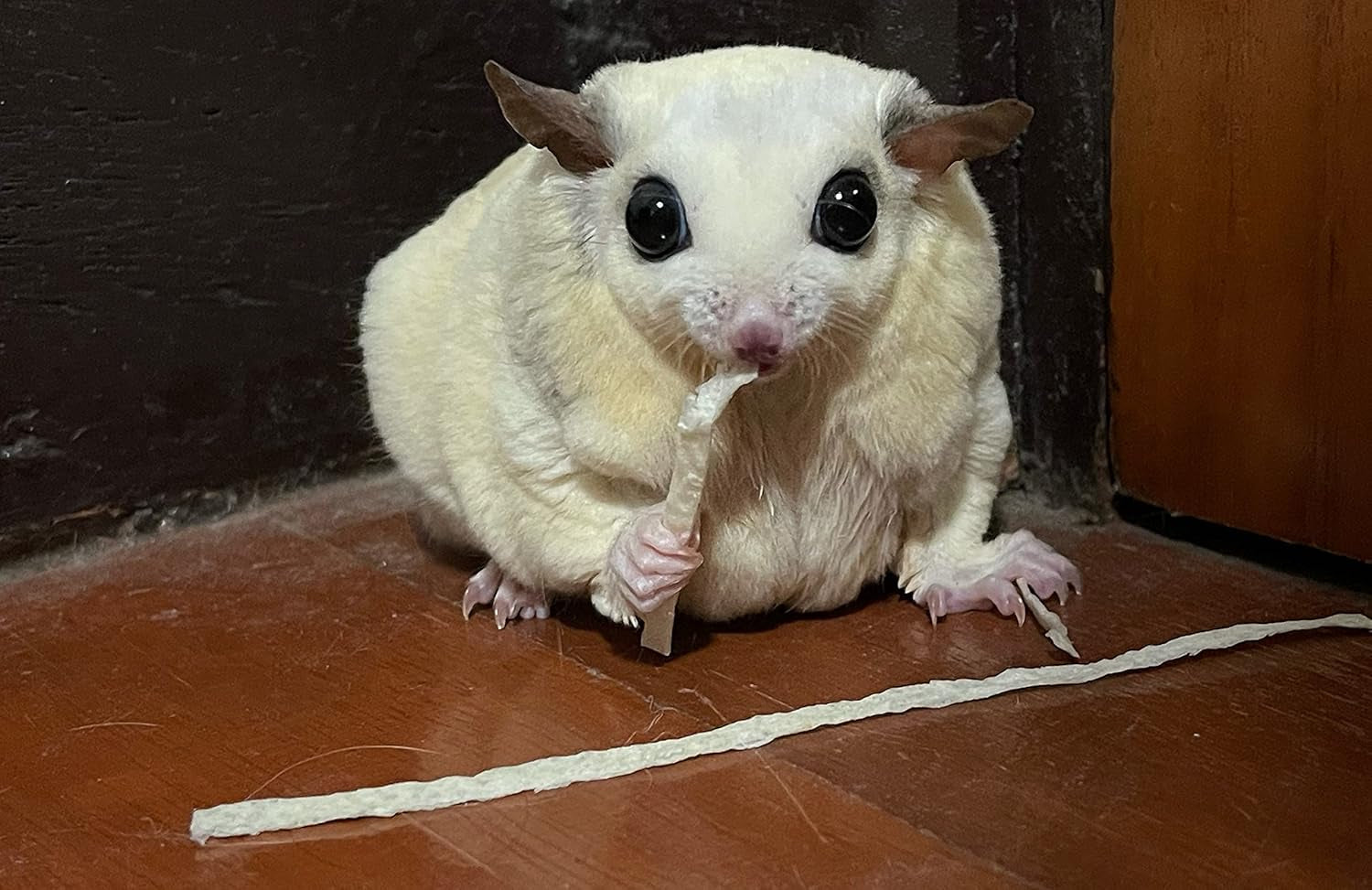 premium-fish-stick-for-sugar-glider-and-small-exotic-pet-made-from-real-fish-hamster-squirrel-chinchillas-marmoset-favorite-treats-snacks-and-food-35g