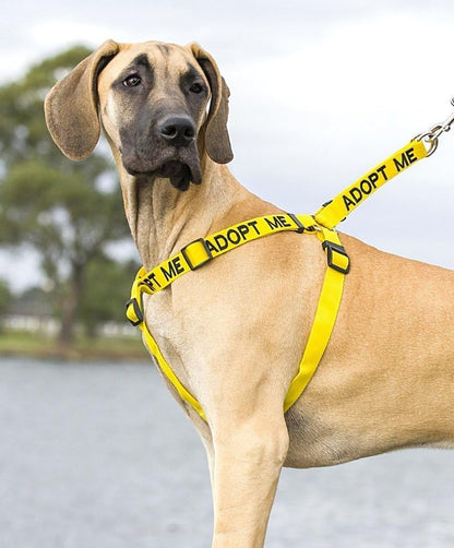 ADOPT ME Yellow Color Coded L-XL Non-Pull Dog Harness (New Home Needed) Donate to Your Local Charity3