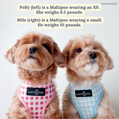 Lucy & Co. Reversible Dog Harness - Water-Repellent Neoprene, Dual-Print Design, Easy Swap Style, Adjustable Comfort Fit - Take a Bow Reversible Harness - Small7