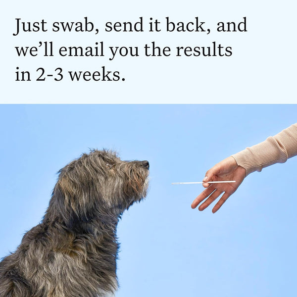 Wisdom Panel Essential Dog DNA Testing Kit - Most Accurate Test for 430+ Dog Breeds, 30 Genetic Health Conditions, 50+ Traits, Relatives, Ancestry, 1 Pack6
