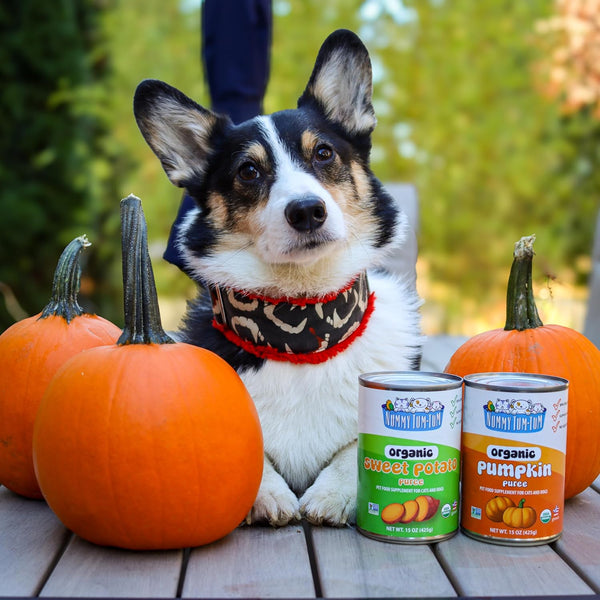Nummy Tum Tum Organic Pumpkin Puree for Pets, 15 Oz (Pack of 12) | USA Grown Pumpkins, Supports Healthy Digestion for Cats & Dogs, Great for Food Toppers, Treats, & Recipes6