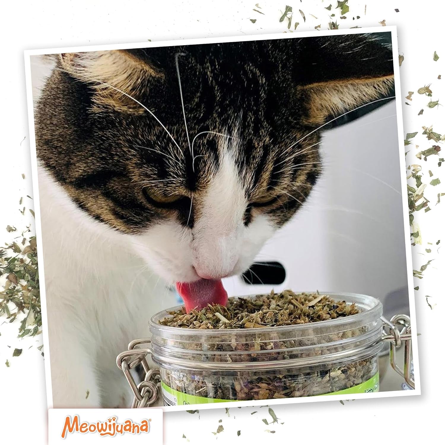 meowijuana-catnibas-catnip-pawty-mix-jar-high-potency-catnip-blend-organic-hand-harvested-north-american-catnip-blend-for-cats-fine-ground-for-toys-beds-scratchers-play-or-calm