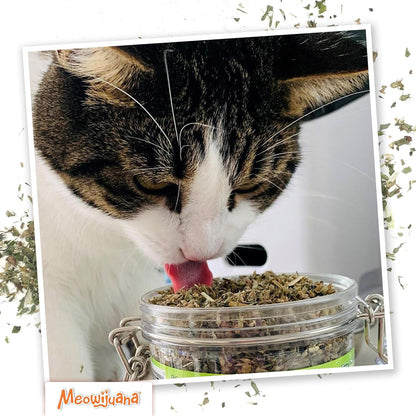 Meowijuana Catnibas Catnip Pawty Mix Jar | High Potency Catnip Blend | Organic Hand-Harvested North American Catnip Blend for Cats; Fine-Ground for Toys, Beds & Scratchers; Play or Calm5