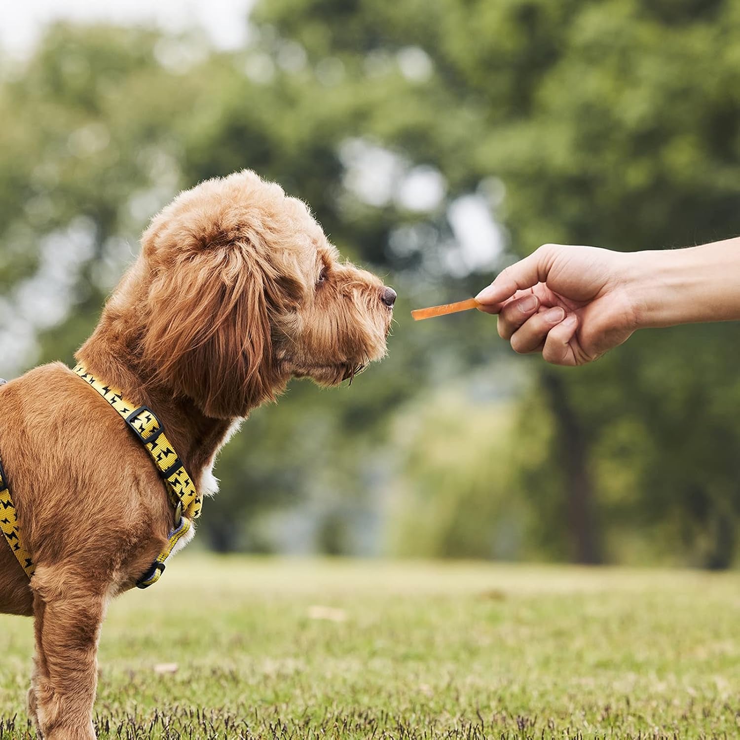 dog-and-cat-treats-chicken-strips-grain-free-soft-chewy-10-6-oz-training-rewards-for-small-medium-large-dogs