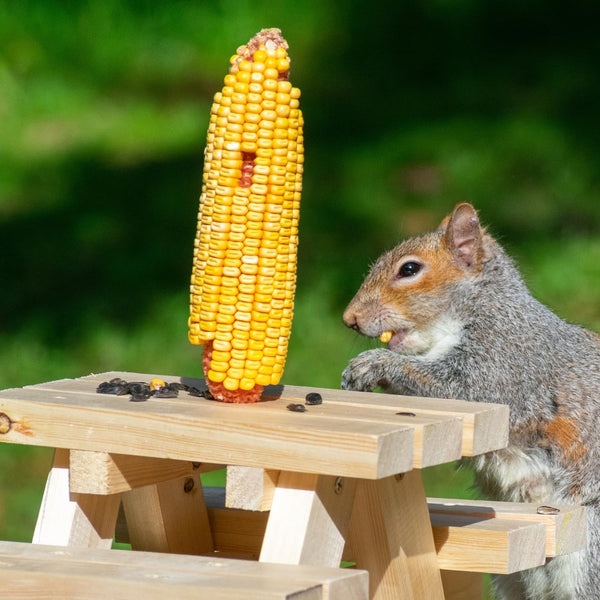 Wildlife Treats,Ear Corn Kernels, Hand Packed Boxes, Squirrel Food, 10 Pound (Pack of 1), Yellow5