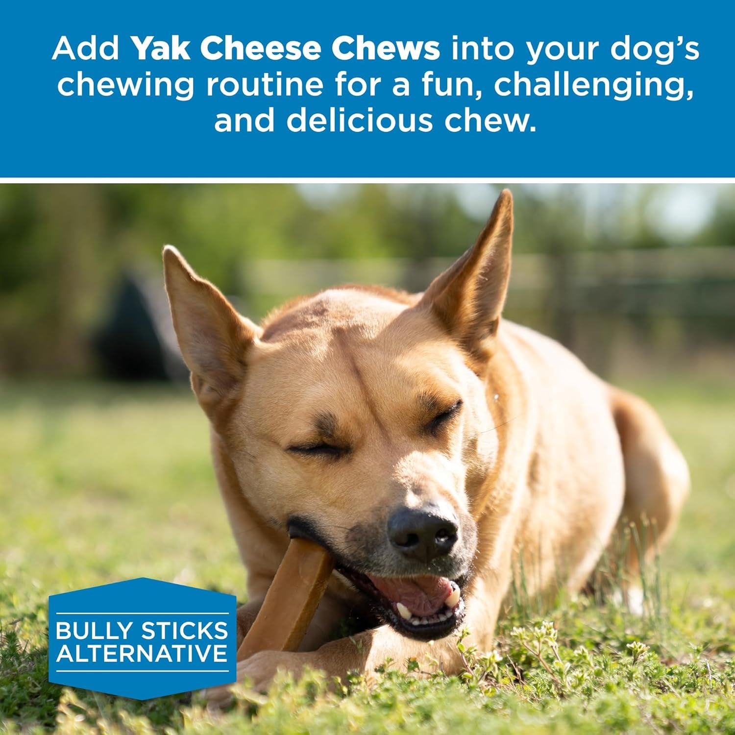 best-bully-sticks-himalayan-yak-cheese-odor-free-dog-chews-large-4-count-natural-dog-chews-long-lasting-rawhide-alternative-lactose-free-gluten-free-easily-digestible-supports-joints-bones