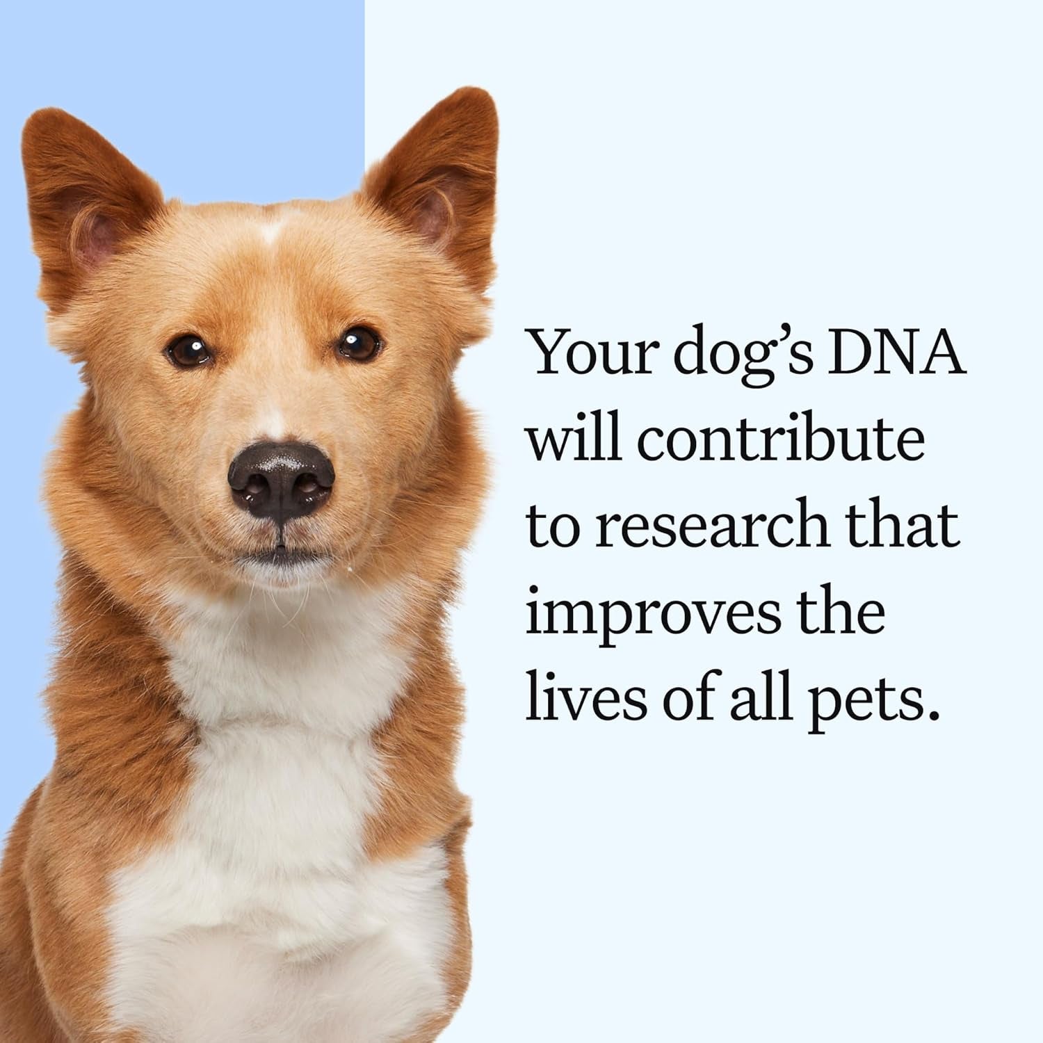 wisdom-panel-essential-dog-dna-testing-kit-most-accurate-test-for-430-dog-breeds-30-genetic-health-conditions-50-traits-relatives-ancestry-1-pack