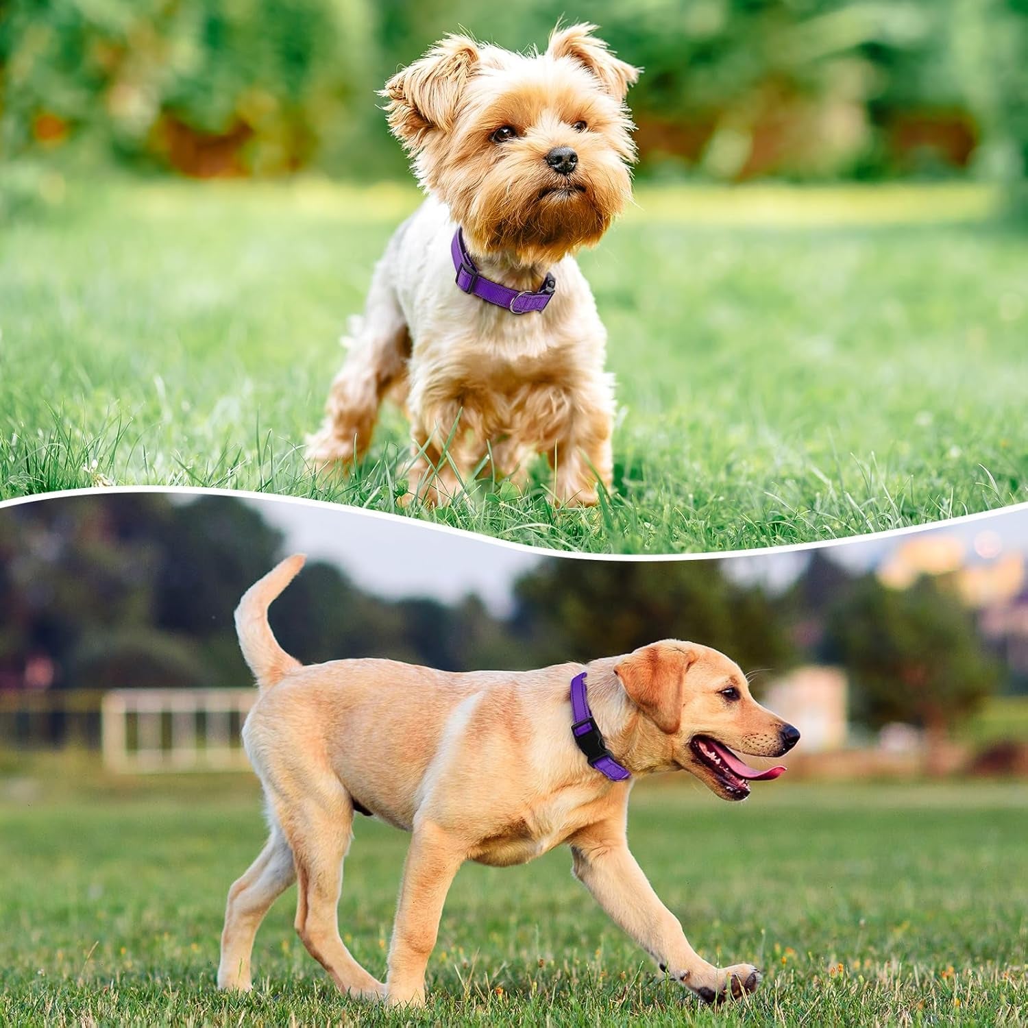 reflective-dog-collar-padded-with-soft-neoprene-breathable-quick-release-basic-dog-collars-for-medium-dogs-purple-girl