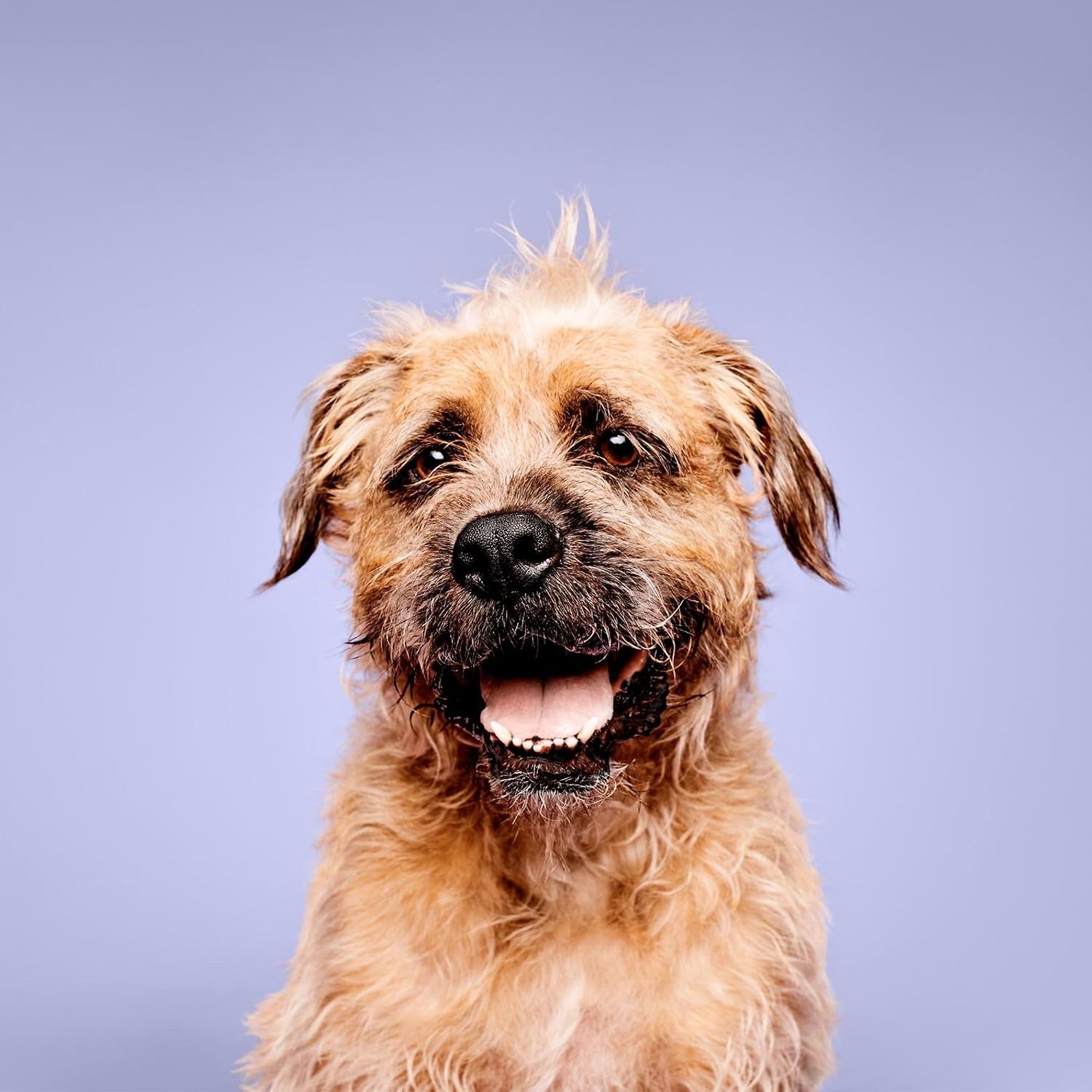 paul-mitchell-pet-super-bright-shampoo-brightening-wash-whitening-dog-shampoo-16-9-fl-oz