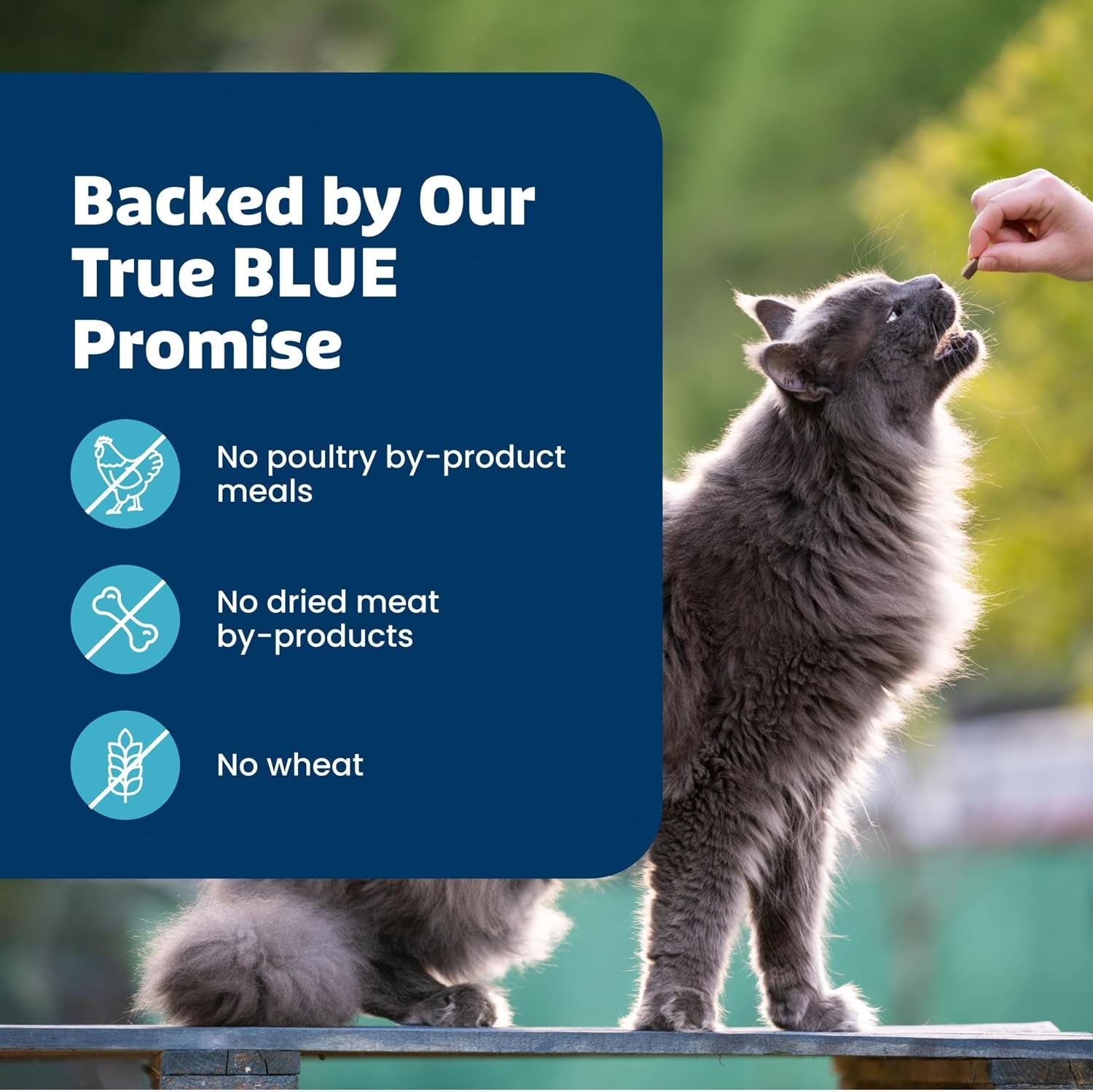 blue-buffalo-bursts-paw-lickin-chicken-crunchy-creamy-cat-treats-great-for-training-made-with-real-chicken-natural-cat-treats-enhanced-with-vitamins-minerals-other-nutrients-tub-12-oz