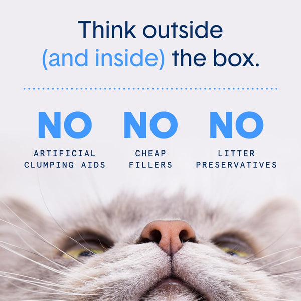 Boxie Unscented Lightweight Cat Litter 30 Day Odor Control Dust Free 6.5 Lb7