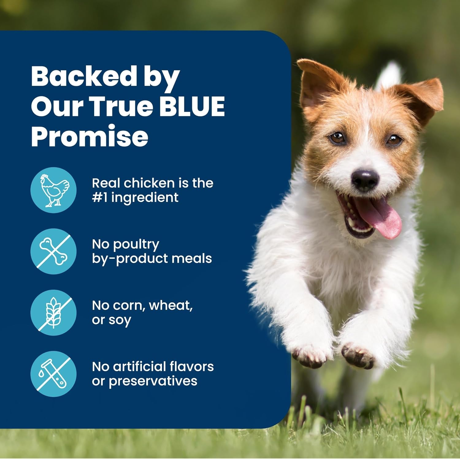 blue-buffalo-life-protection-formula-chicken-small-breed-dry-dog-food-5-lb-real-chicken-1-ingredient-antioxidant-rich-lifesource-bits-supports-higher-energy-needs-formulated-for-small-breed-dogs