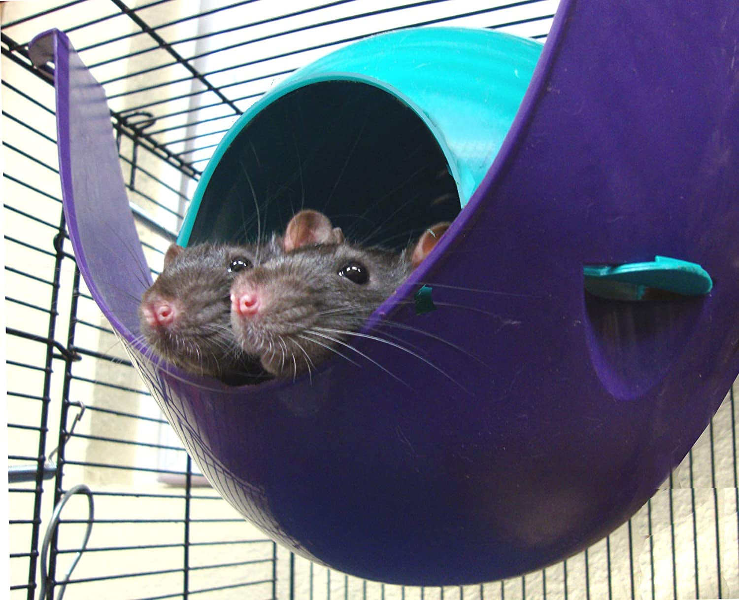 lixit-critter-space-pod-perfect-for-small-animals-large