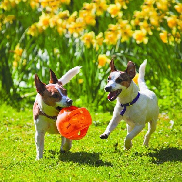 KONG Jumbler Ball, Interactive Fetch Toy, for Medium/Large Dogs, Assorted | Interactive Fetch Toy with a Tennis Ball Inside, Great for Engaging Dog & Puppy Playtime, Color May Vary2