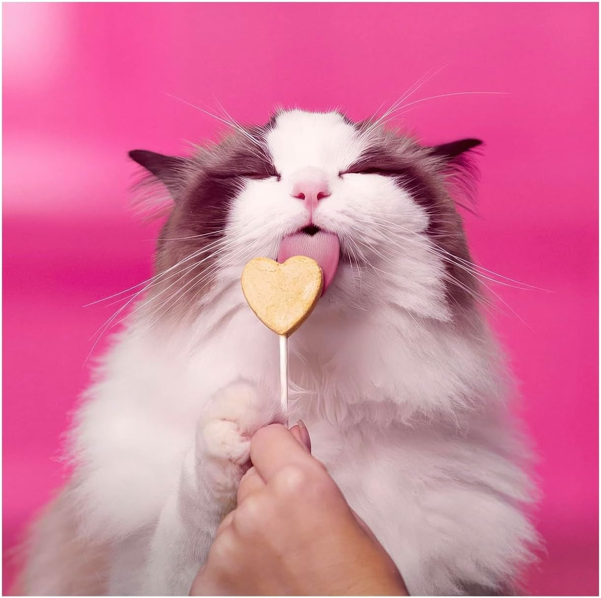 bonkers-purr-pops-chicky-licks-freeze-dried-cat-treats-4-count-2-packs-with-cat-spring-toys
