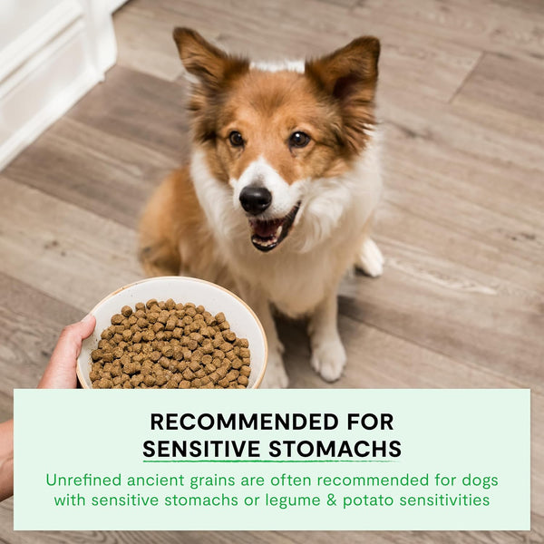 Open Farm Ancient Grains Dry Dog Food, Wild Caught Salmon Kibble, 22Lb Bag | All Life Stages, All Breed Sizes, Protein-Rich & Nutrient Dense, 100% Traceable Ingredients, Non-Gmo Fruits & Veggies.4