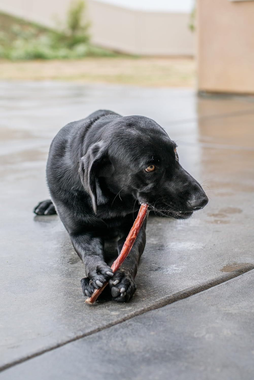 gigabite-beef-esophagus-dog-treats-sticks-6-inch-40-pack-all-natural-single-ingredient-beef-gullet-chews-high-protein-rawhide-free-supports-dental-health