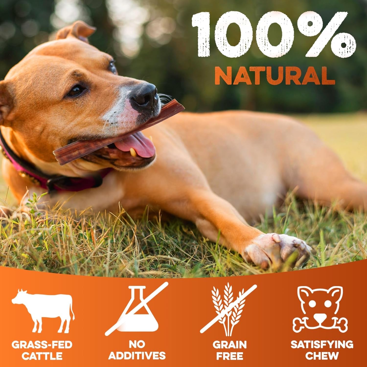 brutus-barnaby-bully-sticks-for-small-medium-large-dogs-6-inch-12-ct-long-lasting-thick-grass-fed-beef-pizzle-chew-treats-odor-free-and-rawhide-free-great-for-aggressive-chewers