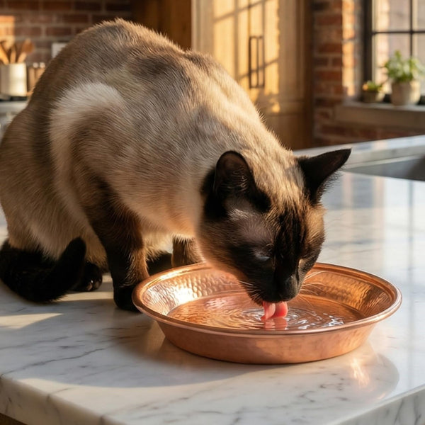 VICASKY Copper Pet Bowl, 5-Inch Luxury Hammered Cat and Dog Food Water Dish Pet Feeding Bowl Decorative for Kittens Puppies2