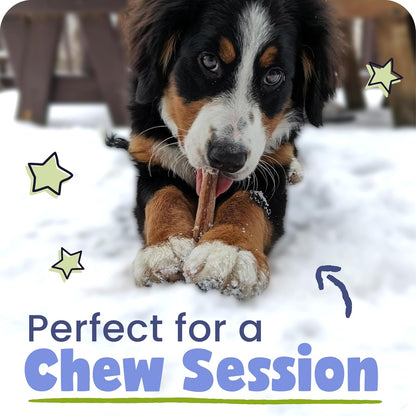 Pawstruck Natural 5-8" Bully Sticks for Dogs - Best Long-Lasting, Rawhide-Free, Low Odor Dental Chew Treat - Healthy Single Ingredient, 100% Real Beef - 8 Oz Bag - Packaging May Vary2