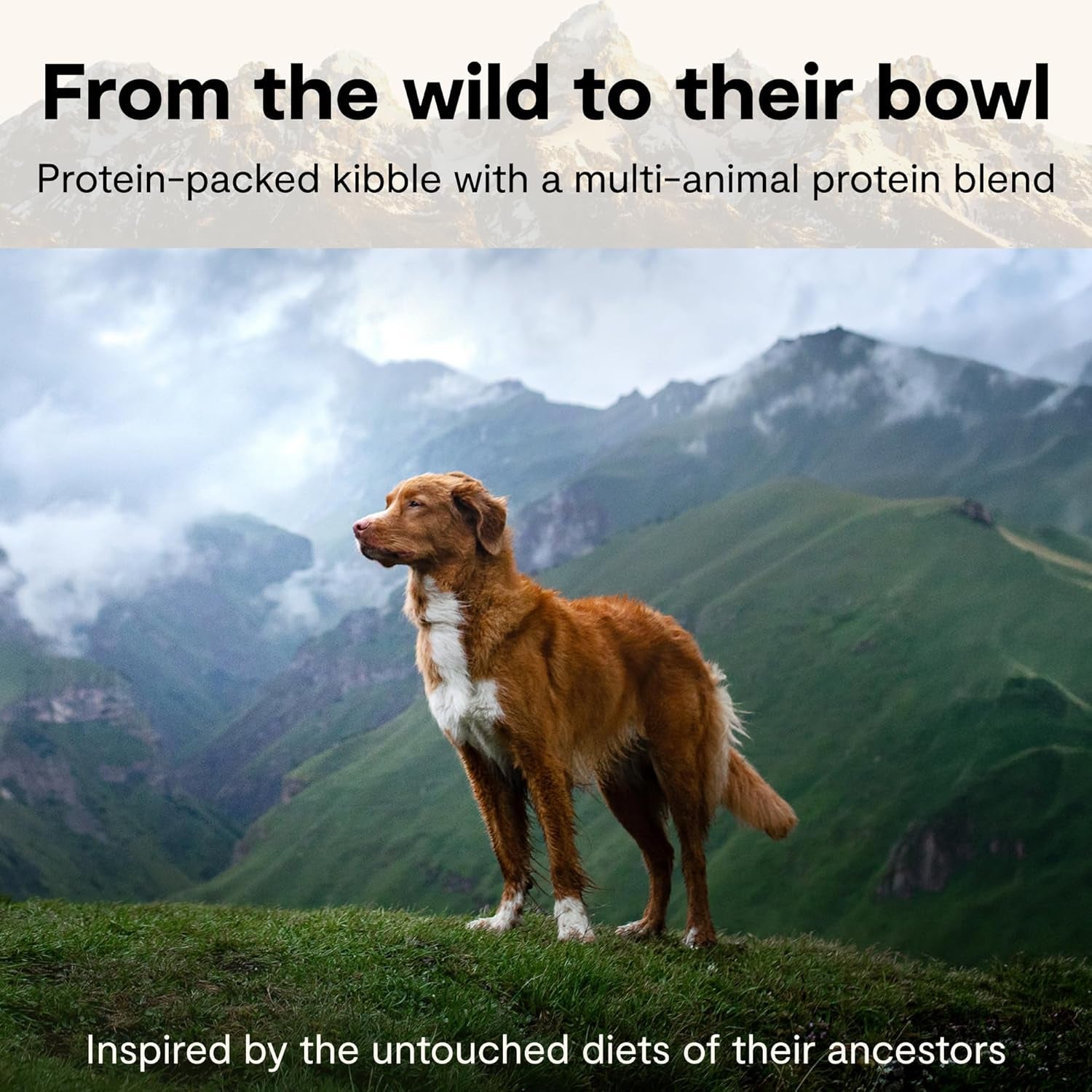 open-farm-rawmix-grain-free-dry-dog-food-front-range-kibble-20lb-bag-grass-fed-beef-pasture-raised-lamb-humanely-raised-pork-freeze-dried-raw-chunks-100-traceable-ingredients