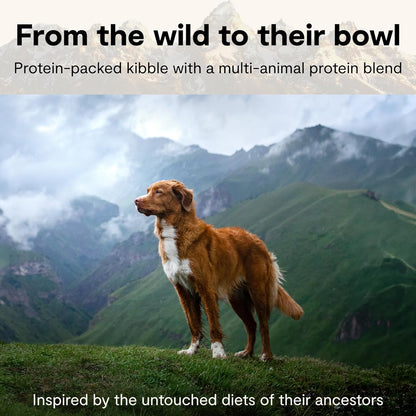 Open Farm Rawmix Ancient Grains Dry Dog Food, Wild Ocean Kibble, 20Lb Bag | Wild-Caught Whitefish, Salmon and Rockfish, Freeze Dried Raw Chunks, 100% Traceable Ingredients, Non-Gmo Fruits & Veggies.4