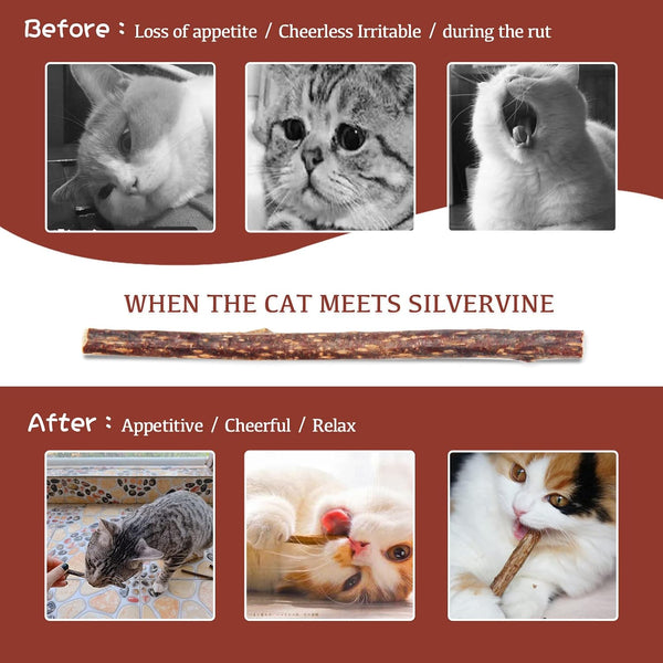 Silvervine Sticks for Cats, 30PCS Kitten Toys Catnip Toys Matatabi Silvervine Sticks Kitty Chew Toys Wooden Stick Kitten Teething Toys Molar Suitable for Cats of All Ages5