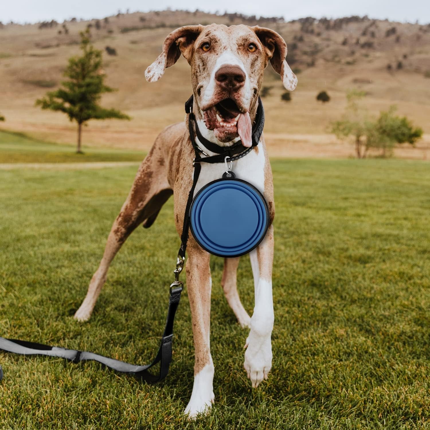collapsible-dog-bowls-2-pack-large-size-for-large-medium-dogs-pet-travel-water-bowl-dogs-cat-portable-water-bowl-dog-pet-feeding-watering-dish-outdoor-hiking-parking-traveling-with-2-carabiners