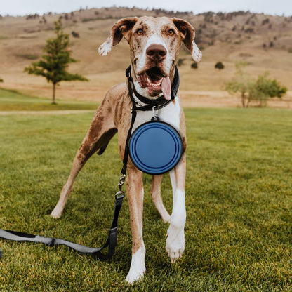 Collapsible Dog Bowls-2 Pack Large Size for Large/Medium Dogs, Pet Travel Water Bowl, Dogs Cat Portable Water Bowl, Dog Pet Feeding Watering Dish Outdoor Hiking Parking Traveling with 2 Carabiners7