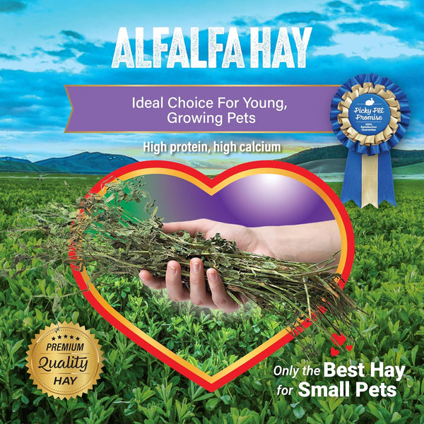 Small Pet Select Alfalfa Hay Pet Food for Young Rabbits, Guinea Pigs, Chinchillas, Tortoises and Other Small Animals, Easy to Store Box, 5 LB5