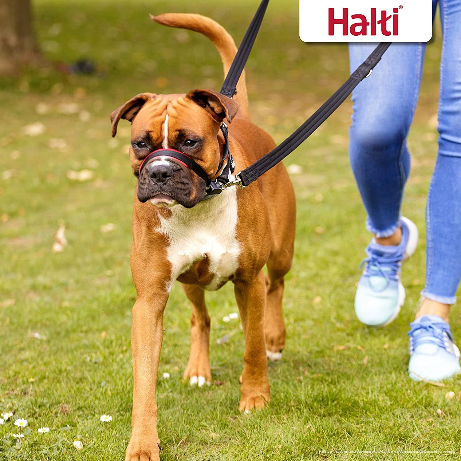 halti-optifit-headcollar-size-medium-halti-training-leash-size-large-black-combination-pack-stop-your-dog-pulling-on-the-leash-adjustable-with-padded-nose-band-suitable-for-medium-dogs