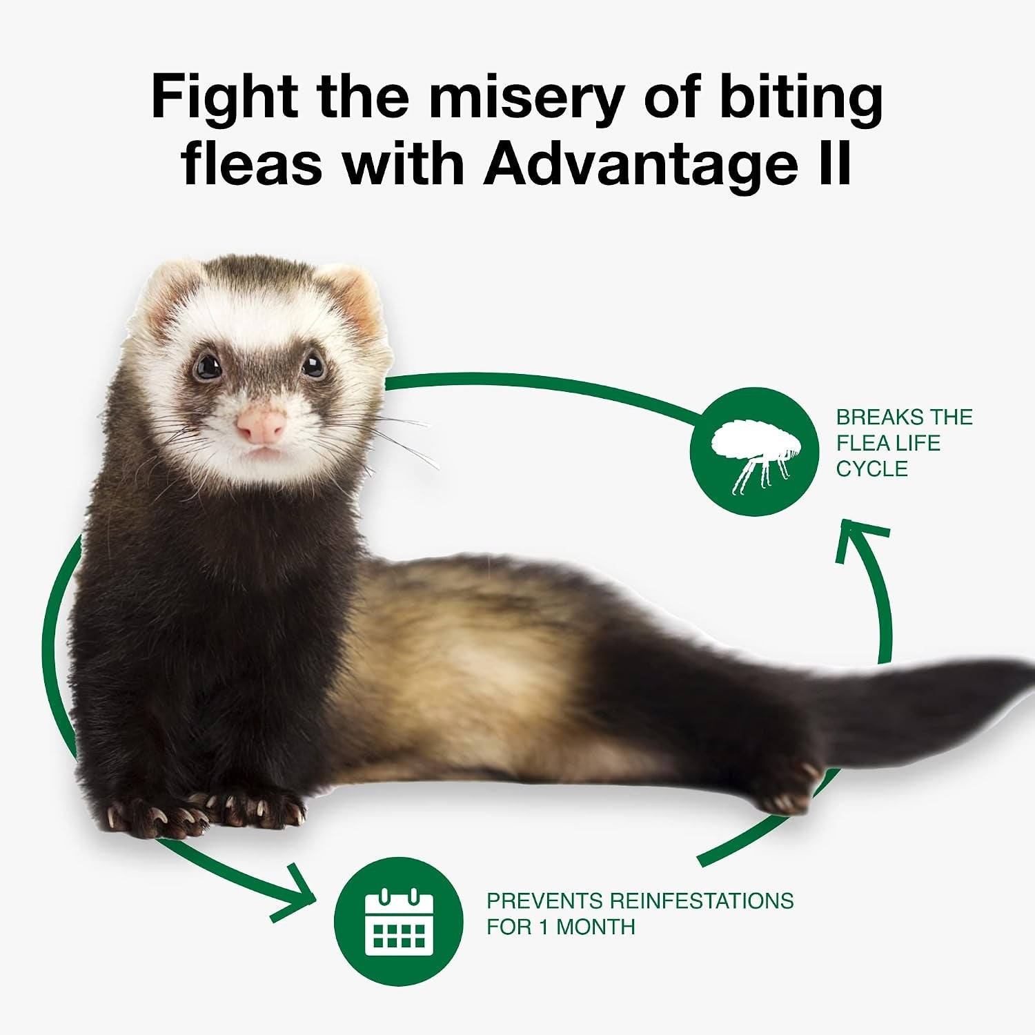 advantage-ii-ferret-vet-recommended-flea-treatment-prevention-ferret-1-lbs-2-month-supply