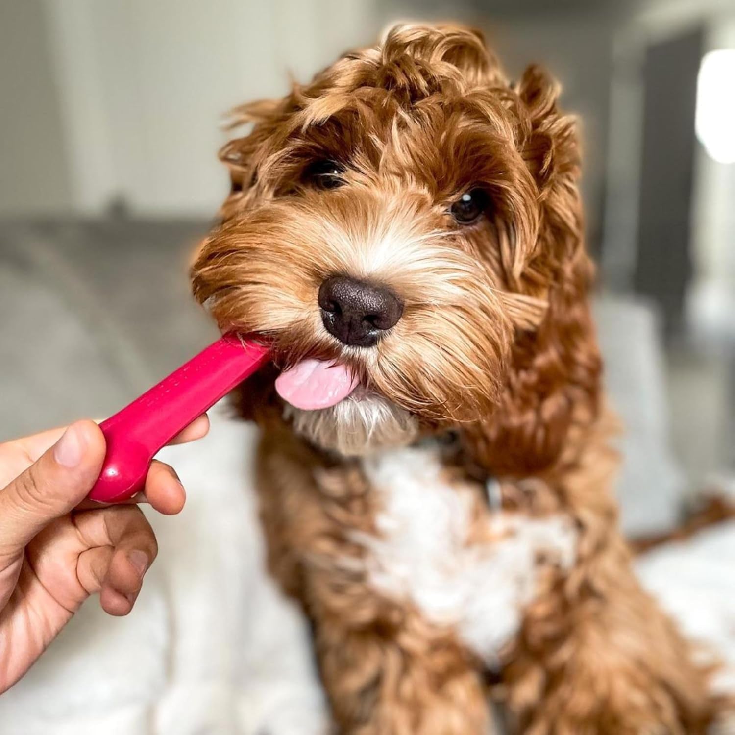 nylabone-original-bone-power-chew-toys-for-dogs-durable-tough-dog-toys-for-aggressive-chewers-long-lasting-chicken-bacon-and-peanut-butter-flavor-small-up-to-25-lbs-1-count-peanut-butter-chicken-and-bacon-flavor-durable-dog-toys-for-aggressive-chewers-helps-clean-teeth-for-dogs-up-to-25-lbs