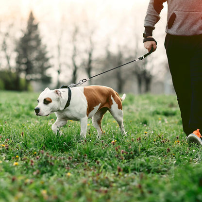 2 Pcs Chew Proof Metal Dog Cable Lead (Single Hook) | No Tangle, Leash Extender, for Small Medium Dogs Collar Harness4