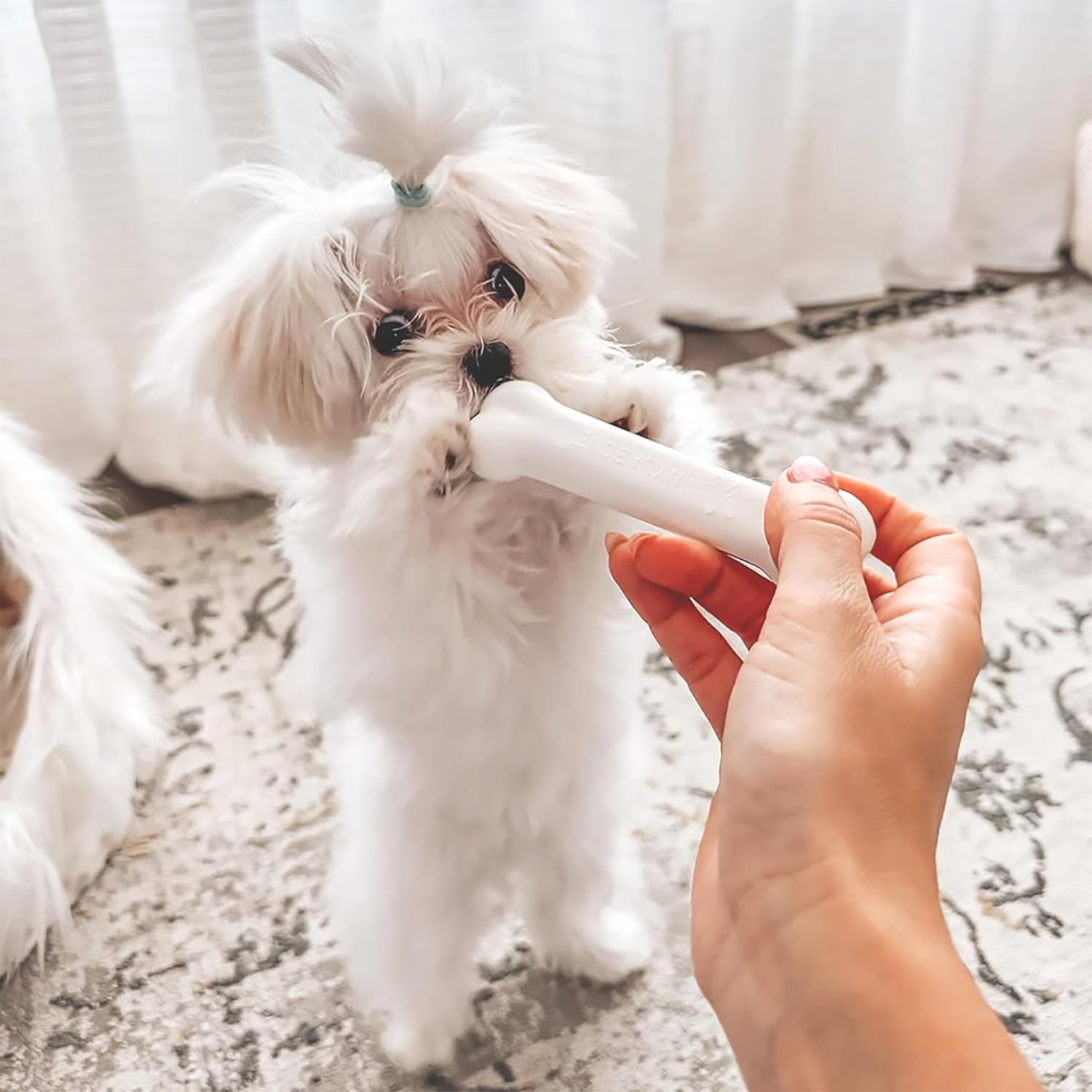 nylabone-puppy-starter-kit-dog-chew-toys-chew-treat-blue-3-count-small-breeds-chicken-bacon-flavor-2-chew-toys-1-natural-treat-teething-toys-for-puppies-puppy-enrichment-up-to-25-lbs