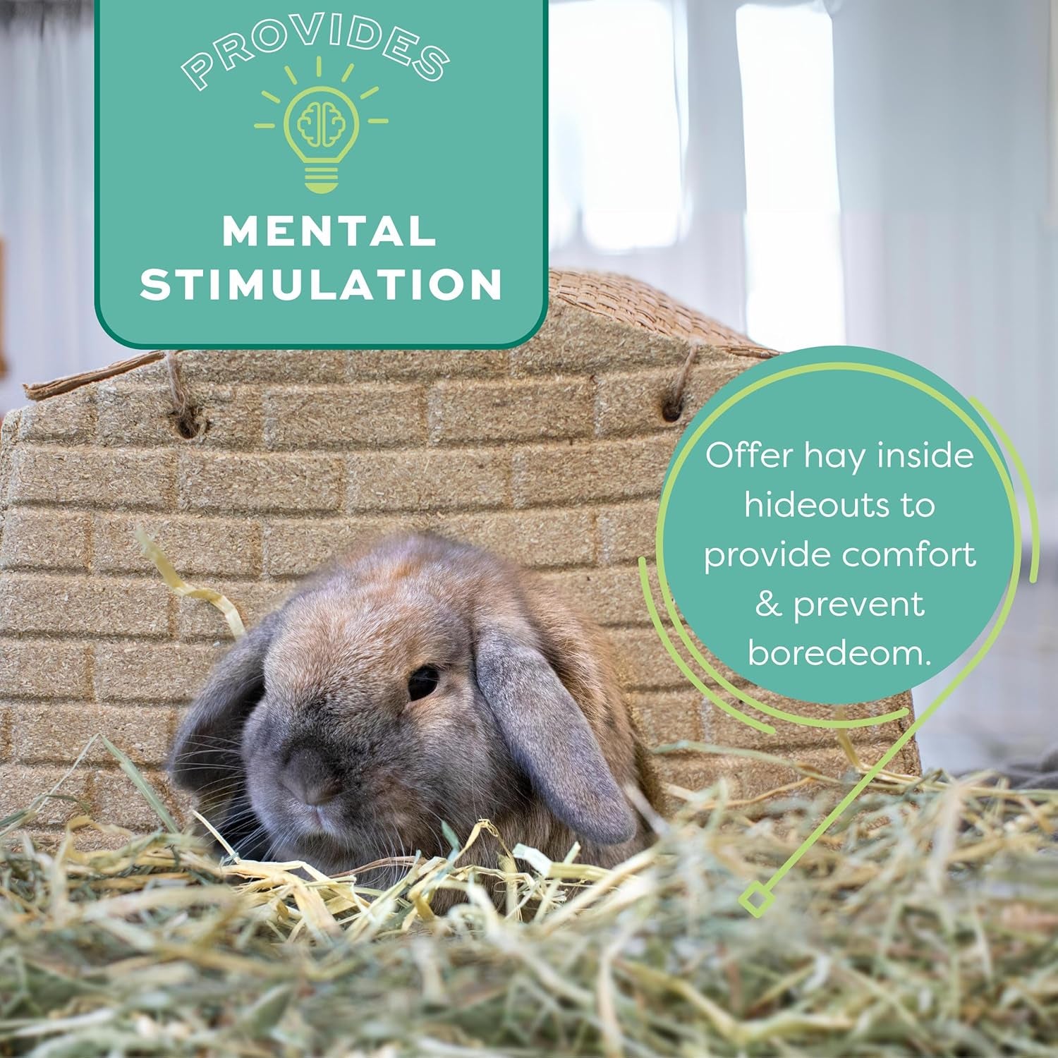 oxbow-western-timothy-hay-guinea-pig-hay-small-pet-bunny-supplies-all-natural-grass-for-guinea-pig-bunny-chinchilla-hamster-oxbow-rabbit-supplies-for-bunnies-9-lb-box-oxbow-timothy-hay-bunny-hay-for-rabbits-guinea-pigs-bunnies-and-chinchillas-hand-sorted-de-dusted-made-in-usa