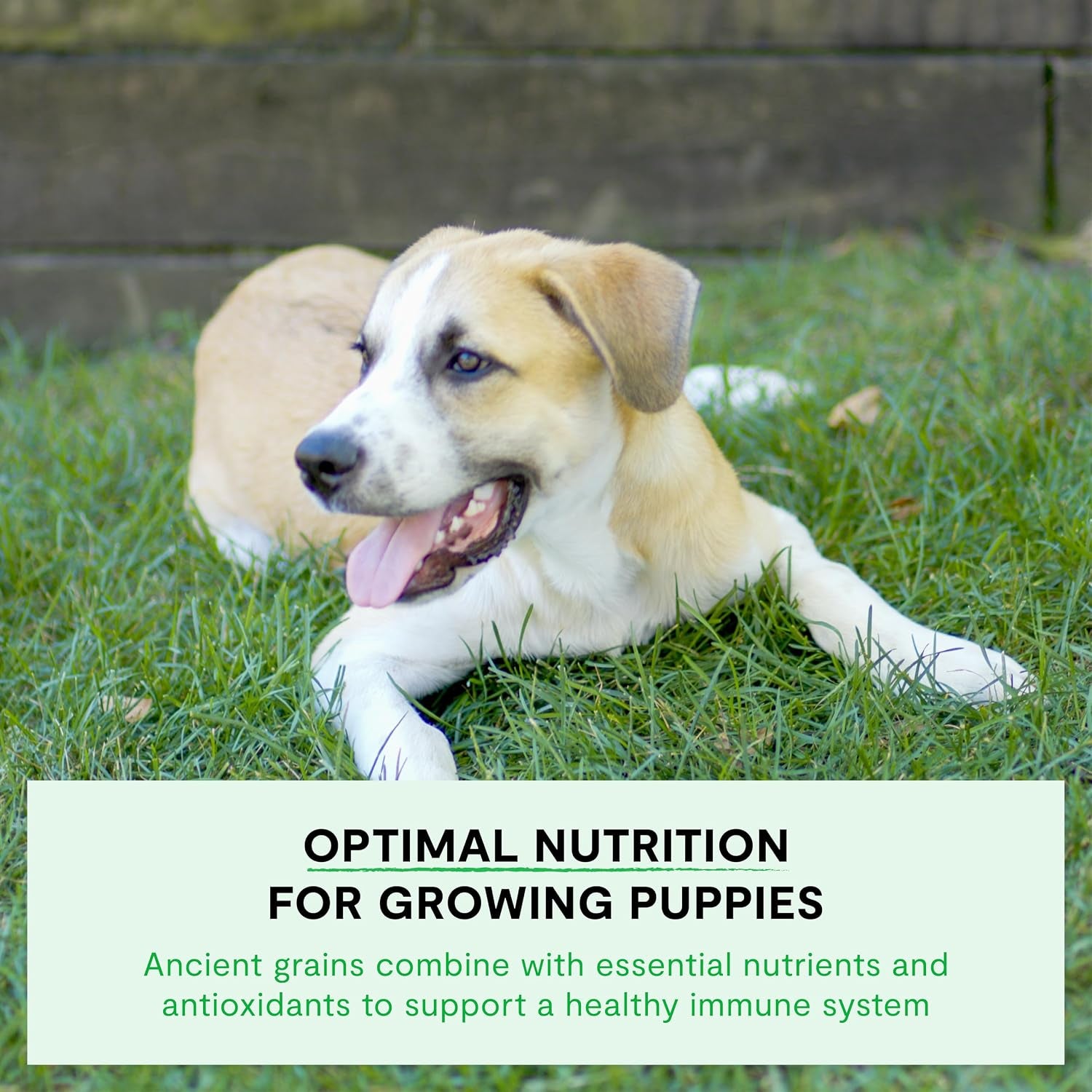 open-farm-ancient-grains-dry-puppy-food-chicken-salmon-kibble-4lb-bag-all-puppies-all-breed-sizes-protein-rich-nutrient-dense-100-traceable-ingredients-non-gmo-fruits-veggies