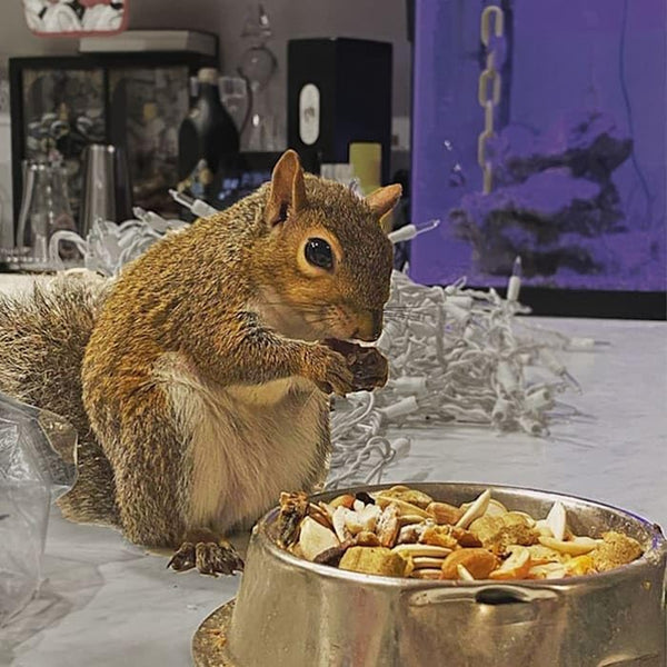 Exotic Nutrition Squirrel Complete (1.75 Lb.) - Healthy Natural Food - Nutritional Diet for Pet & Captive Squirrels - Ground, Grey, Flying Squirrels, & Chipmunks7