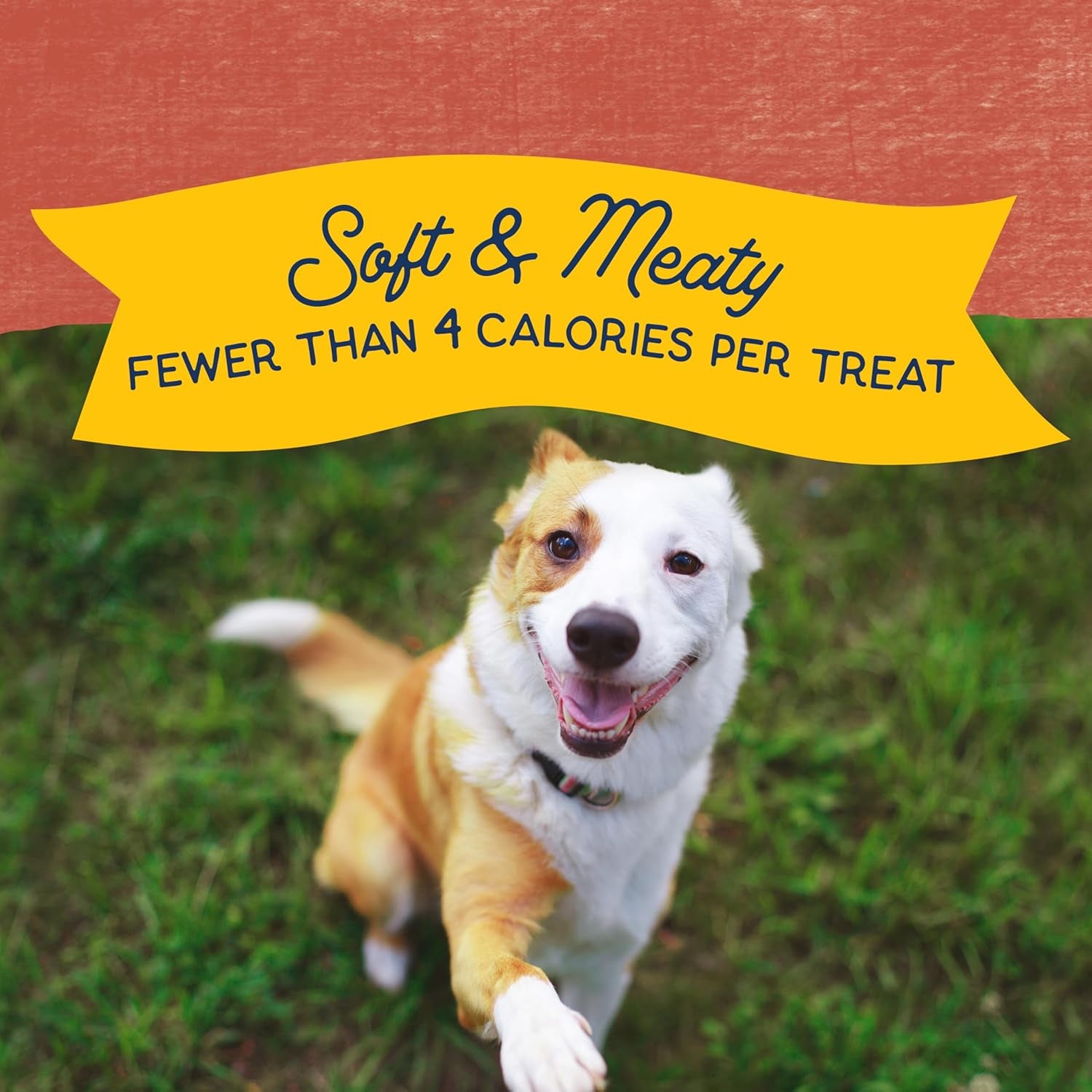 natural-balance-limited-ingredient-mini-rewards-salmon-grain-free-dog-training-treats-for-dogs-5-3-ounce-canister