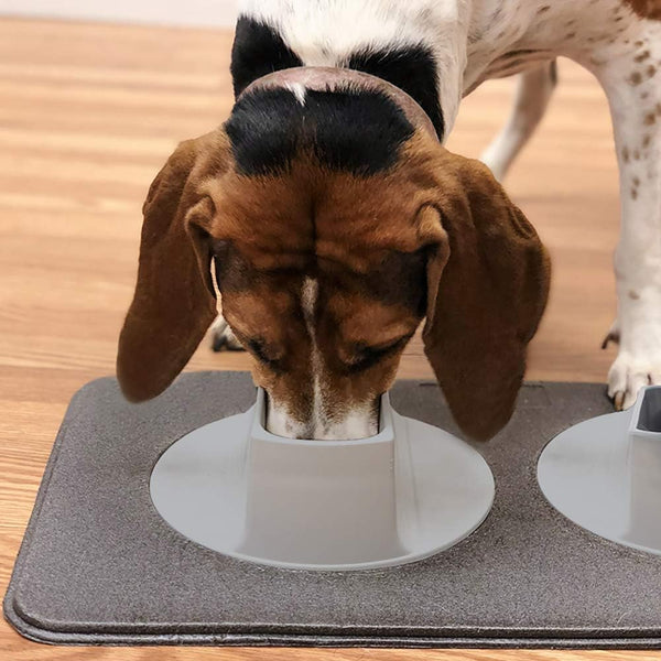 Ear Clear Dog Bowl and Mat Set, No Spill Food and Water Bowls with Mat, Perfect Feeding Tray Set for Long Eared Dog or Breeds, No Mess Dog Bowl 36 Oz Feeder Bowl Set, Hounds, Cocker Spaniels, Setters7