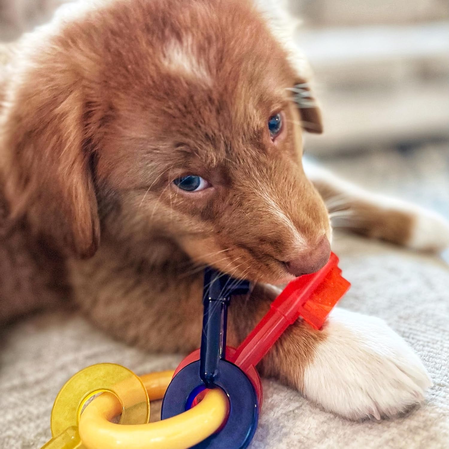 nylabone-puppy-chew-teething-key-ring-dog-chew-toy-bacon-flavor-small-medium-breeds-soothing-teething-toys-for-puppies-puppy-enrichment-freeze-for-added-comfort-for-puppies-up-to-35-lbs