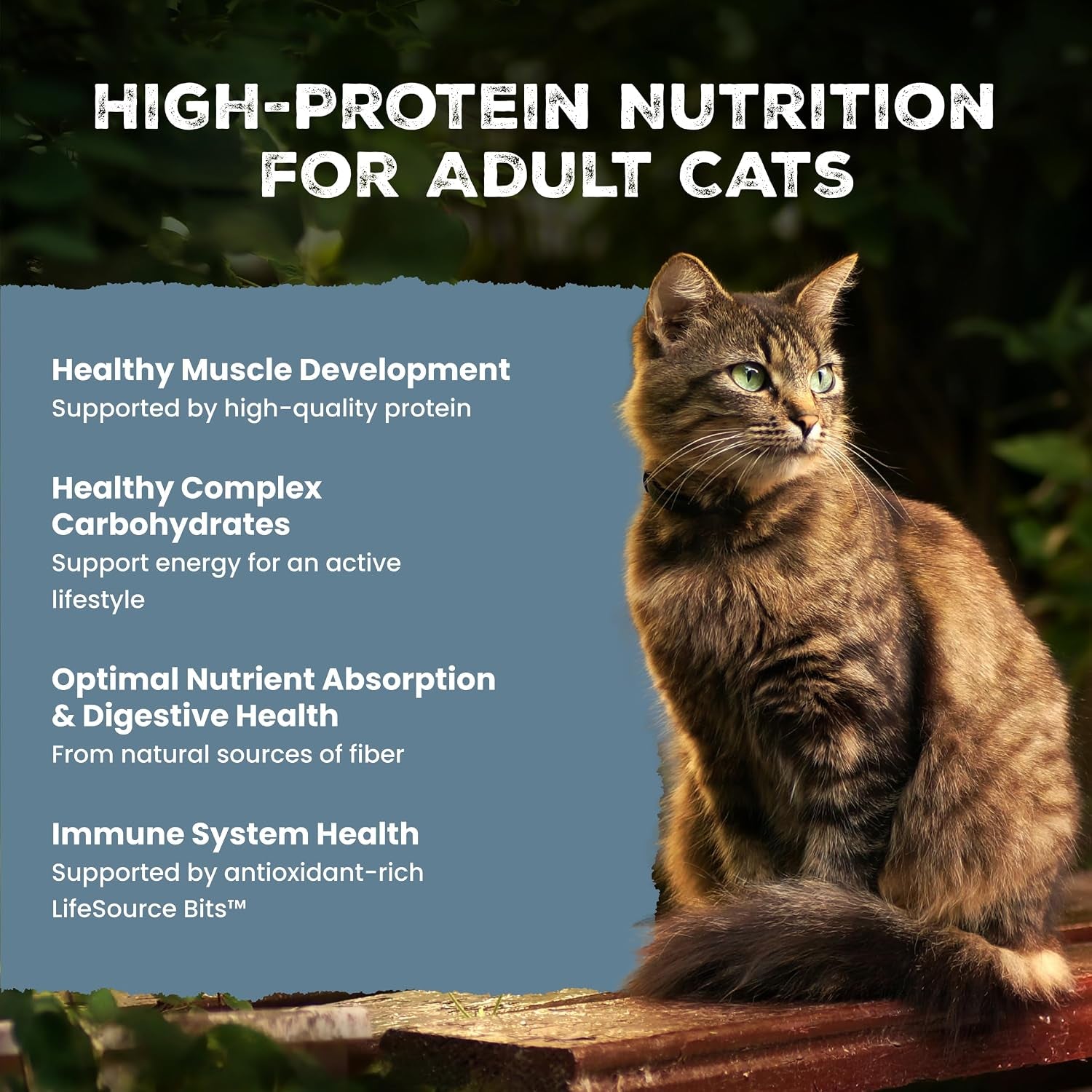 blue-buffalo-wilderness-with-salmon-natural-high-protein-grain-free-dry-food-for-adult-cats-real-salmon-first-antioxidant-rich-lifesource-bits-support-immunity-promotes-strong-muscles-5-lbs