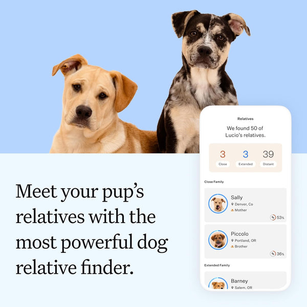 Wisdom Panel Essential Dog DNA Testing Kit - Most Accurate Test for 430+ Dog Breeds, 30 Genetic Health Conditions, 50+ Traits, Relatives, Ancestry, 1 Pack7