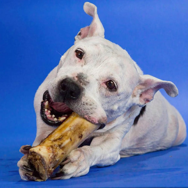 Best Bully Sticks Marrow Bones for Dogs, Large, 3 Count | Natural Beef Flavor, High Protein Dog Chews, Dog Bones for Aggressive Chewers, Single Ingredient, Great for Large Breeds6