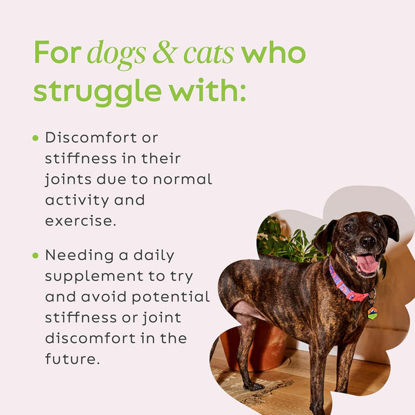 Joint Power Supplement Powder for Dogs & Cats, 2.64 Oz Jar | Joint Supplement Powder Made with 100% Green Lipped Mussels to Support Joints, Tendons, and Ligaments3