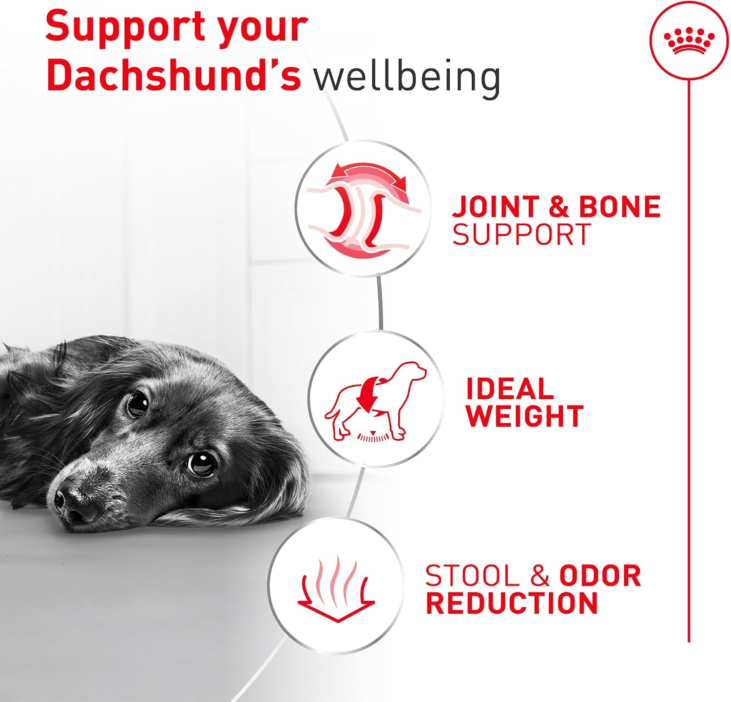 royal-canin-breed-health-nutrition-dachshund-adult-dry-dog-food-10-lb-bag-specialized-kibble-shape-supports-joint-and-bone-health-promotes-healthy-weight-complete-and-balanced-nutrition